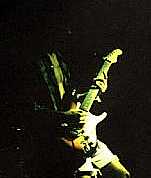 Flavio strato